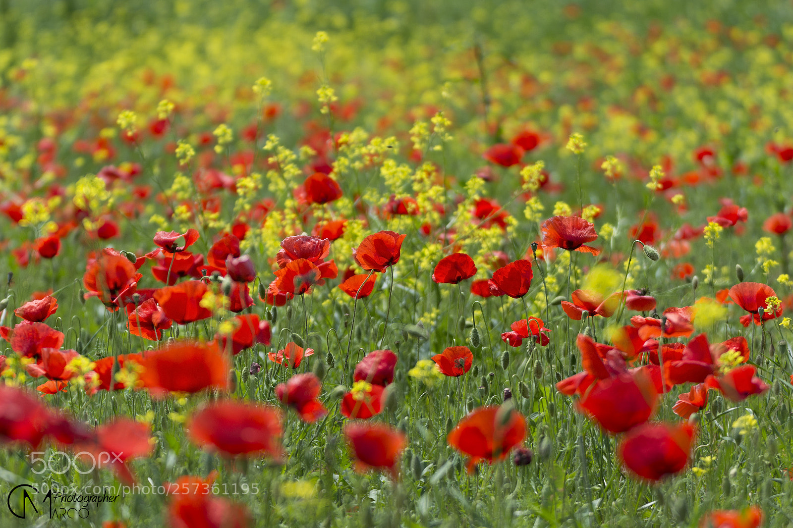 Nikon D5200 sample photo. Poppies () photography