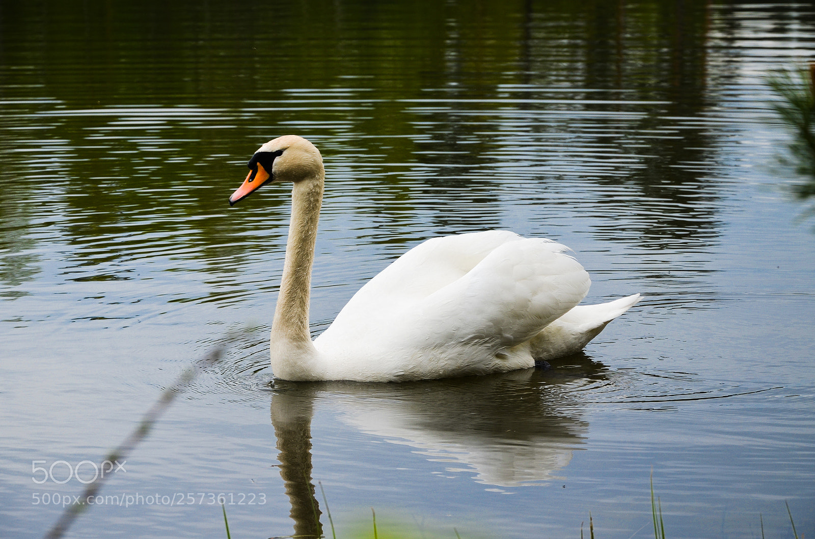 Nikon D5100 sample photo. Swan photography