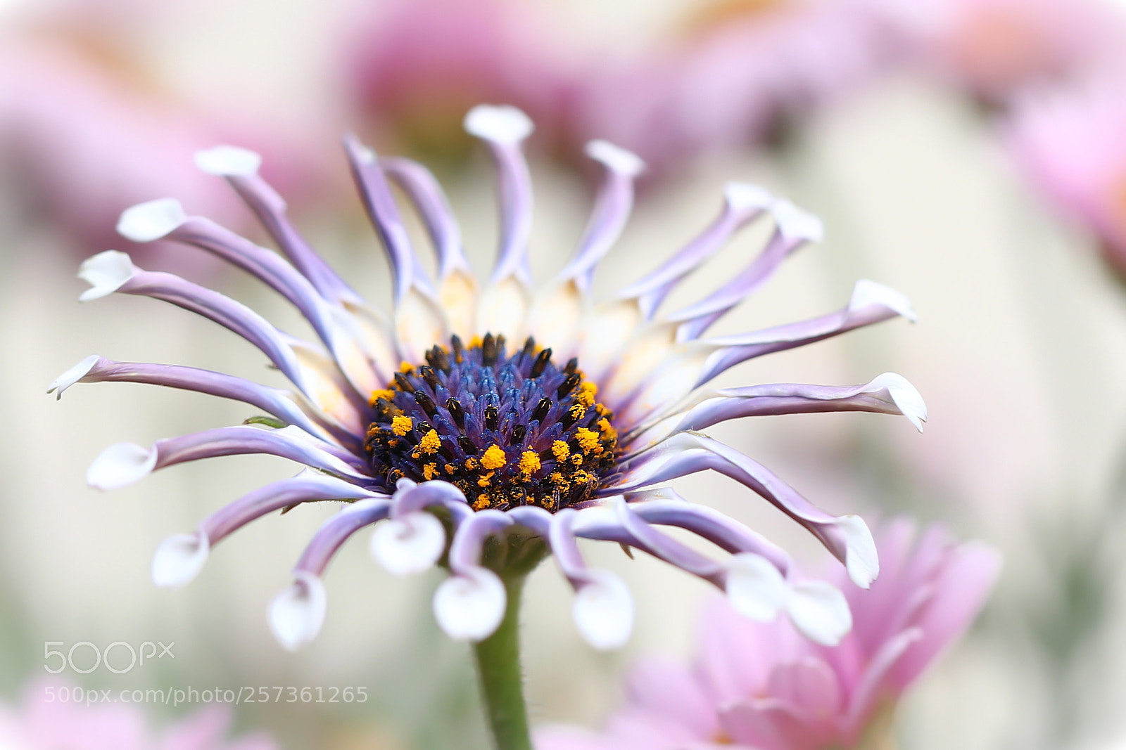 Canon EOS 5D Mark IV sample photo. Spoon petals photography