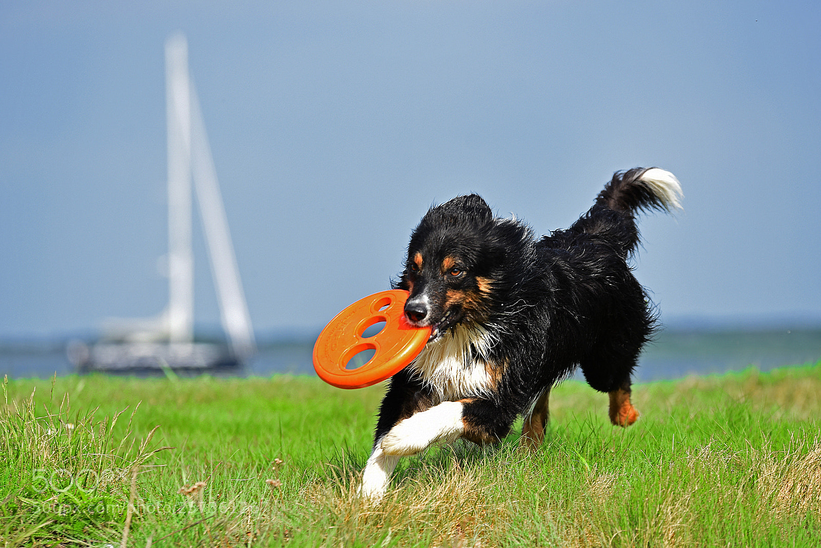 Nikon D750 sample photo. Running at water photography