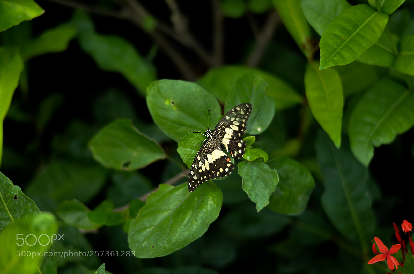 Nikon D5100 sample photo. Titali photography