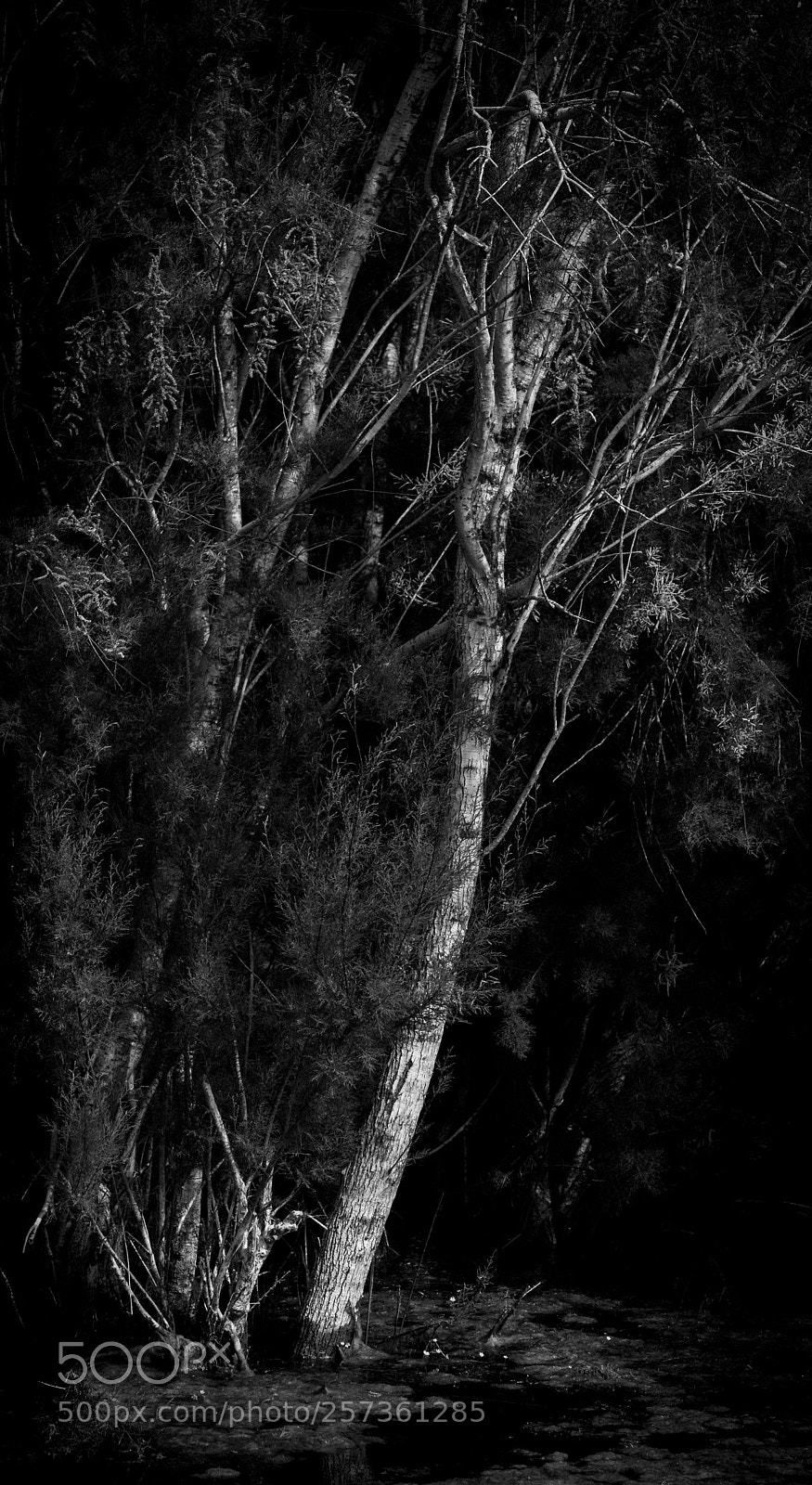 Fujifilm X-T2 sample photo. Nature's tones photography