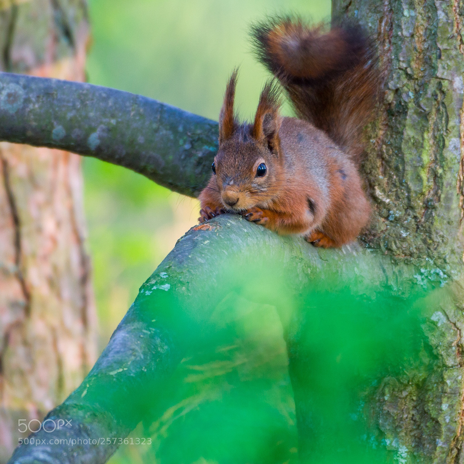 Nikon D500 sample photo. In the tree photography