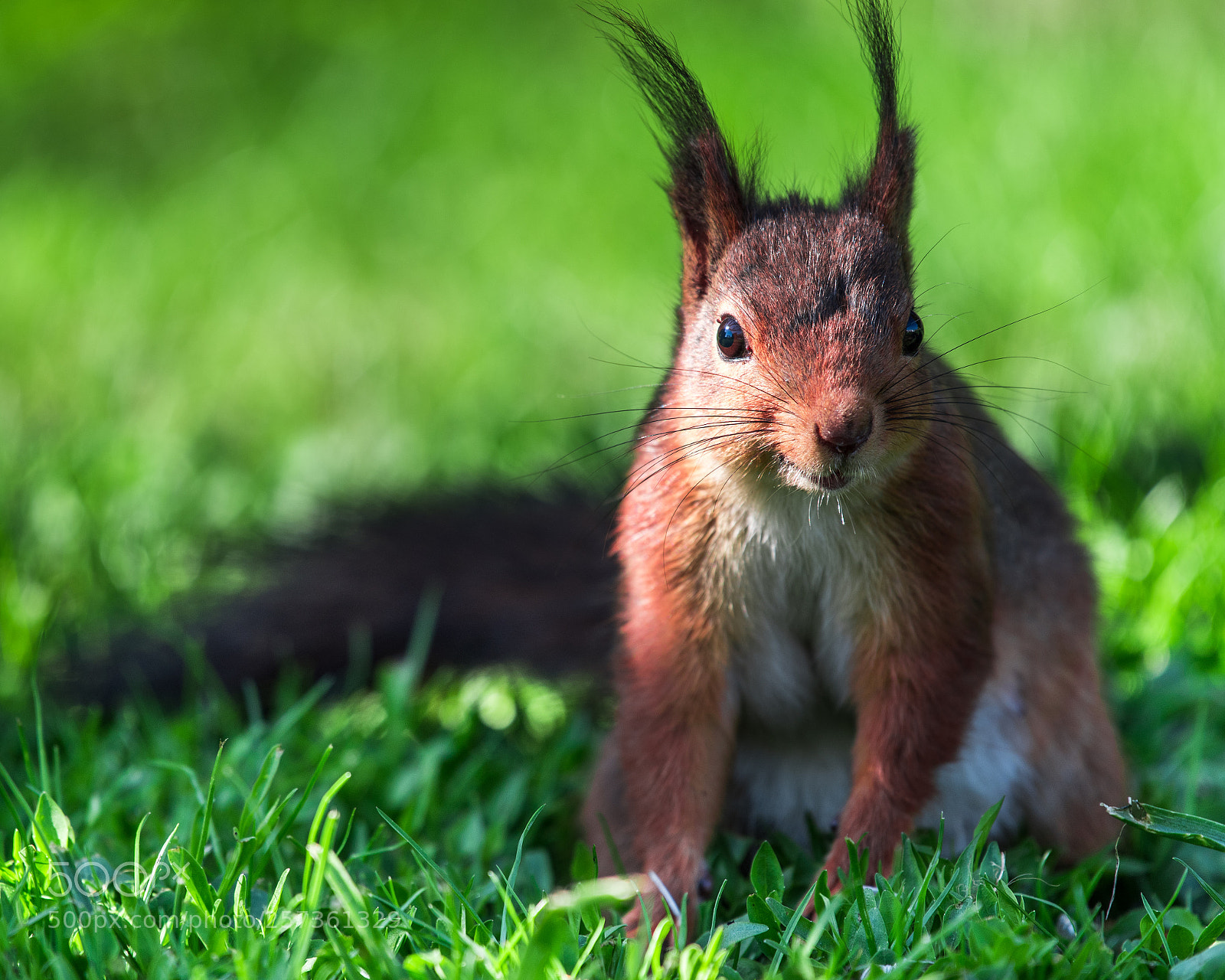 Nikon D750 sample photo. Squirrel photography
