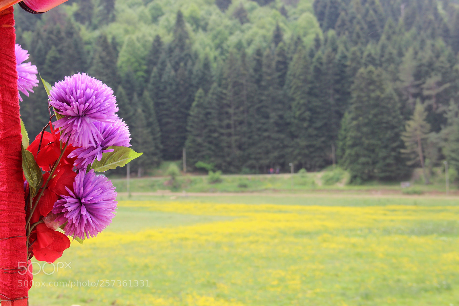 Canon EOS 600D (Rebel EOS T3i / EOS Kiss X5) sample photo. Purple flowers photography