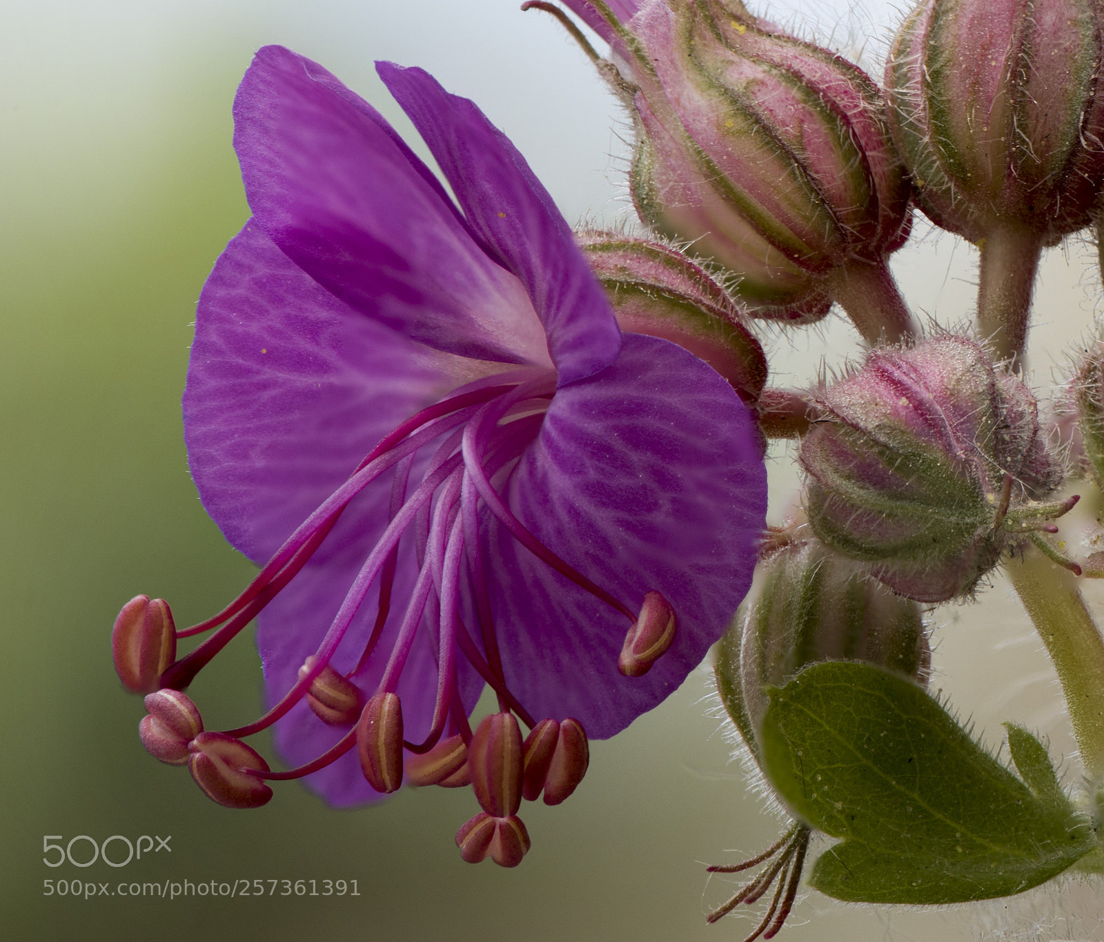Nikon D810 sample photo. Fleur de g ranium photography