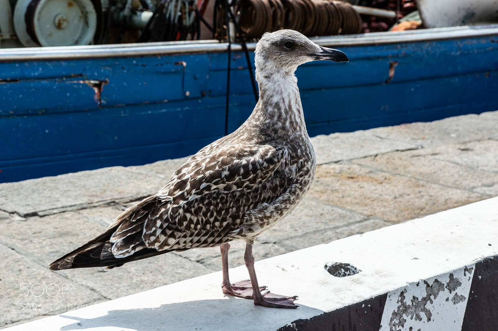 Nikon D3200 sample photo. Möwe im hafen photography