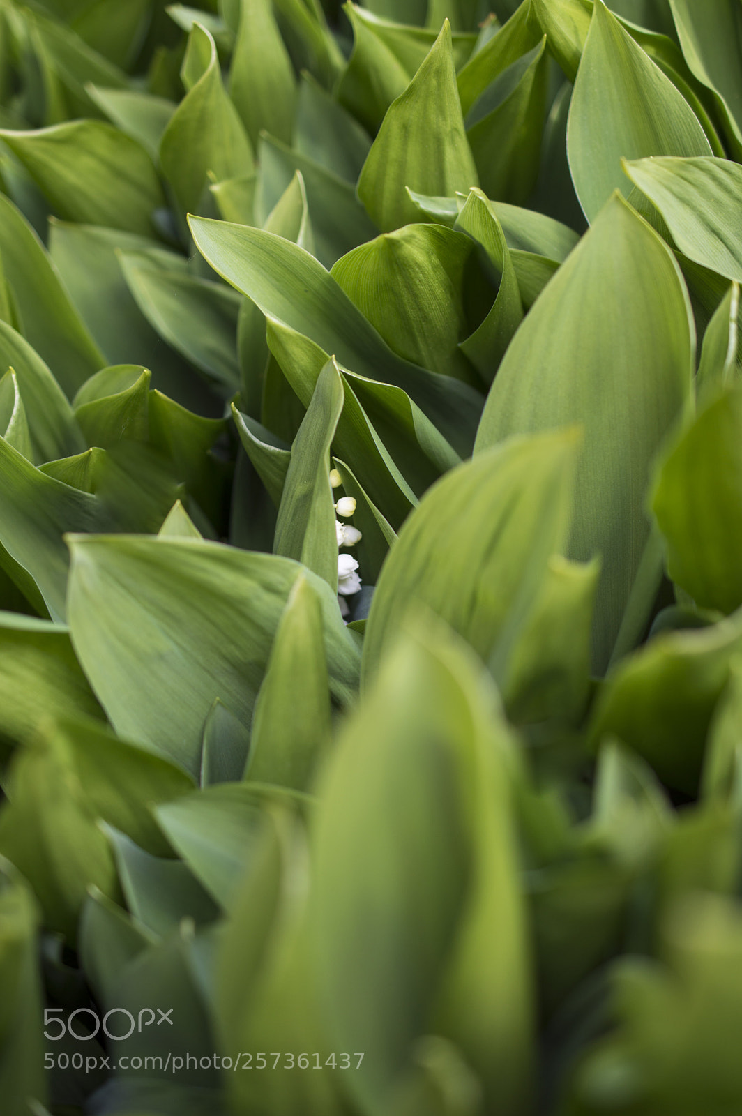 Nikon D3200 sample photo. May bells photography