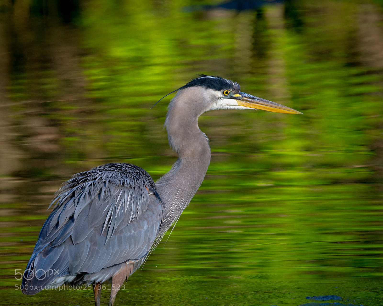 Nikon D7100 sample photo. Great blue heron photography