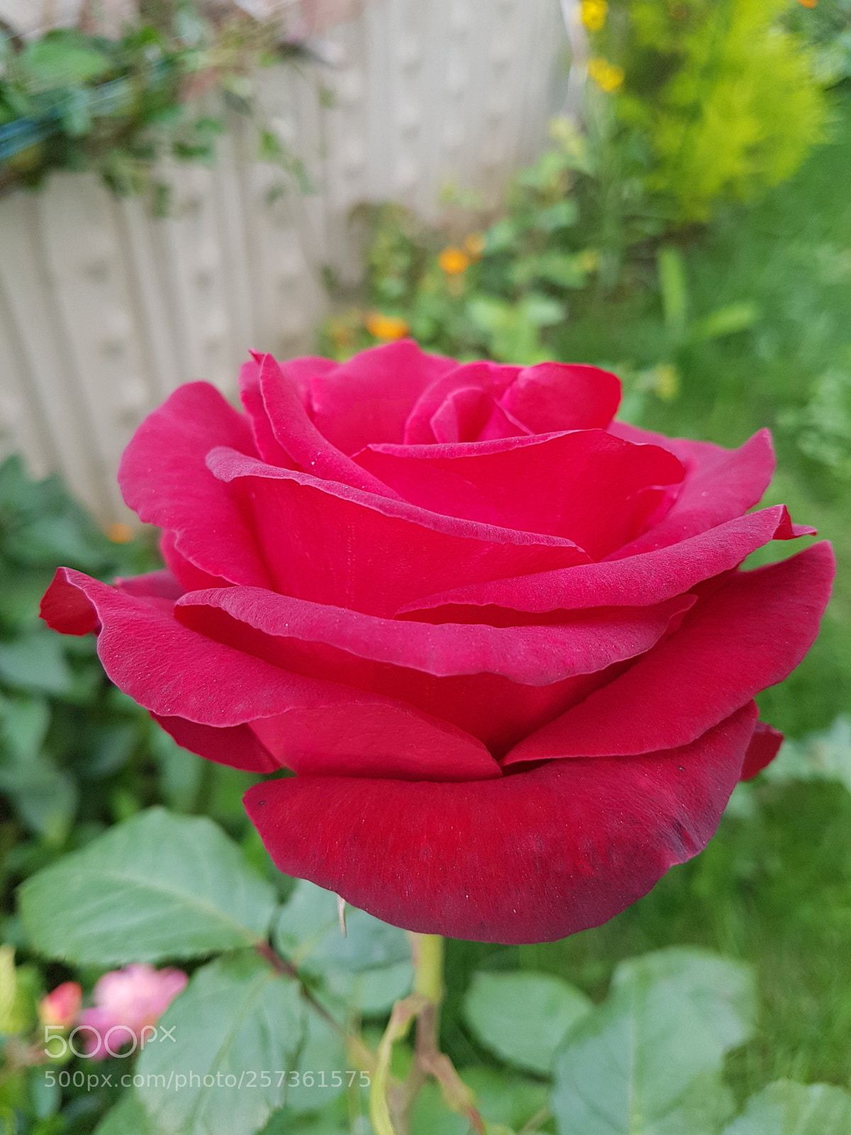 Samsung Galaxy S7 Edge sample photo. Untitled photography