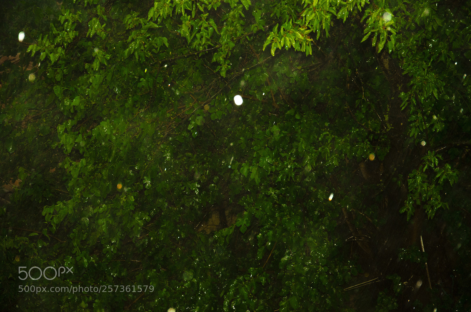 Nikon D7000 sample photo. The beauty of greens photography