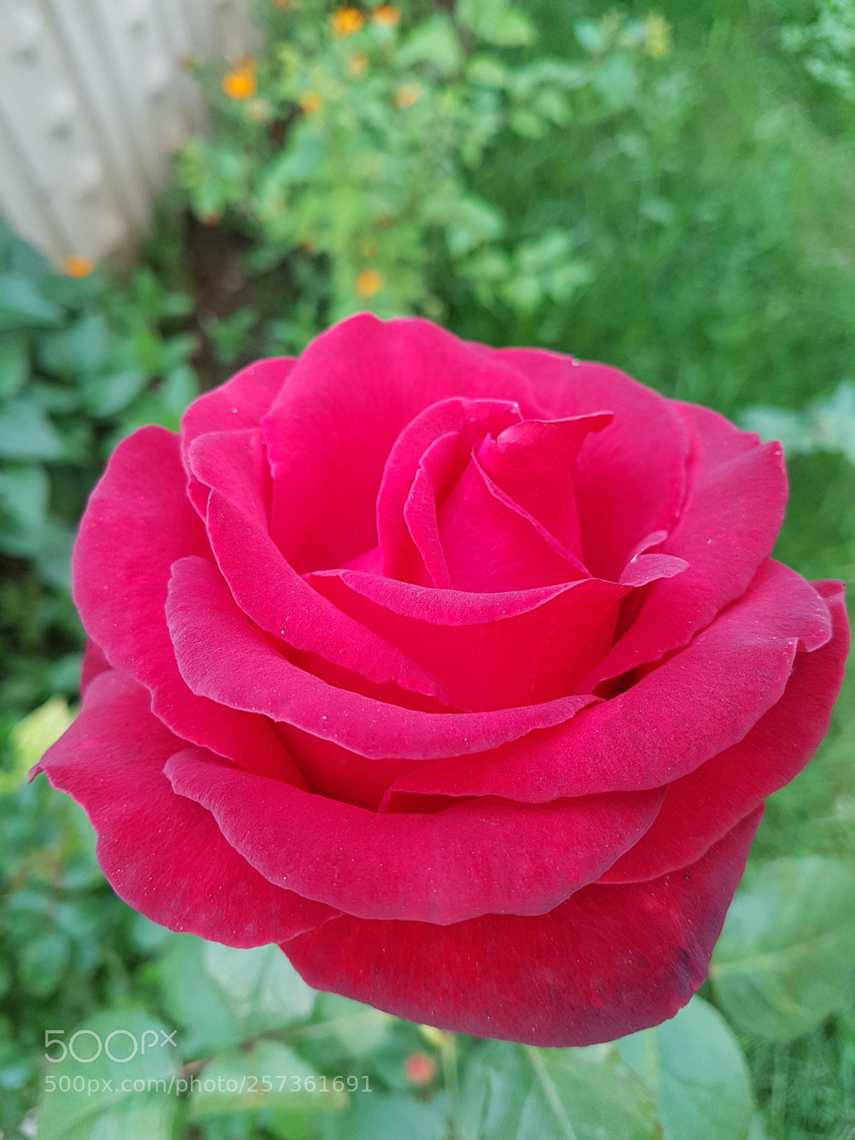Samsung Galaxy S7 Edge sample photo. Untitled photography