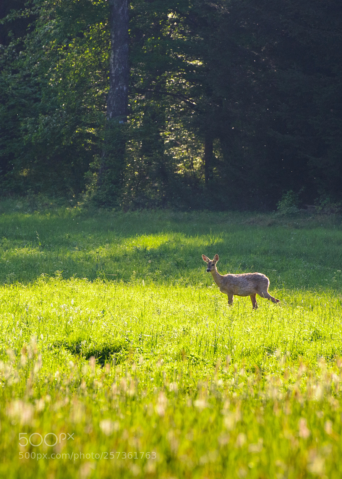Nikon D800 sample photo. Morning moments photography
