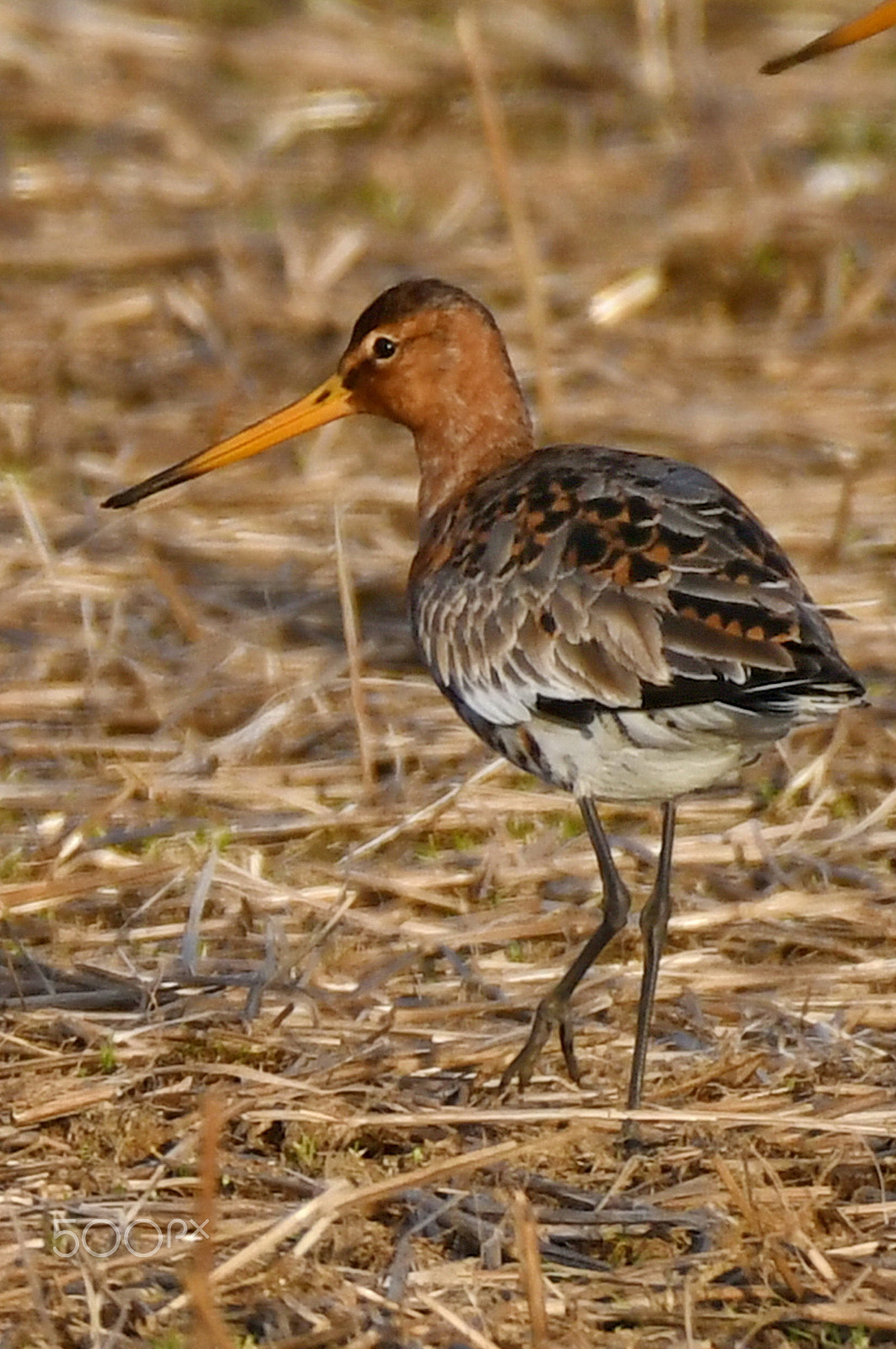 Nikon AF-S Nikkor 200-500mm F5.6E ED VR sample photo. Long beak bird photography