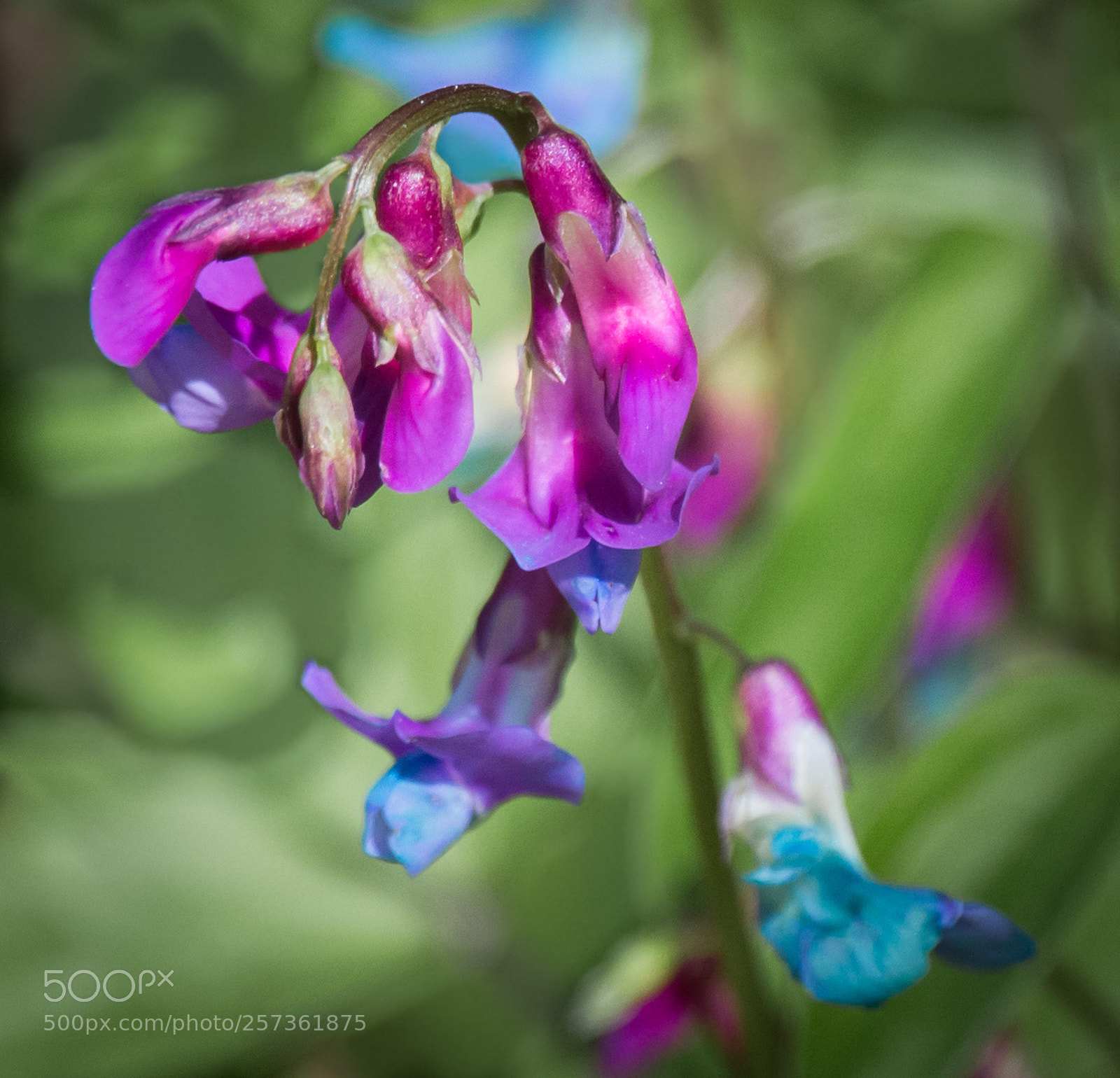 Nikon D7200 sample photo. Чина лесная photography