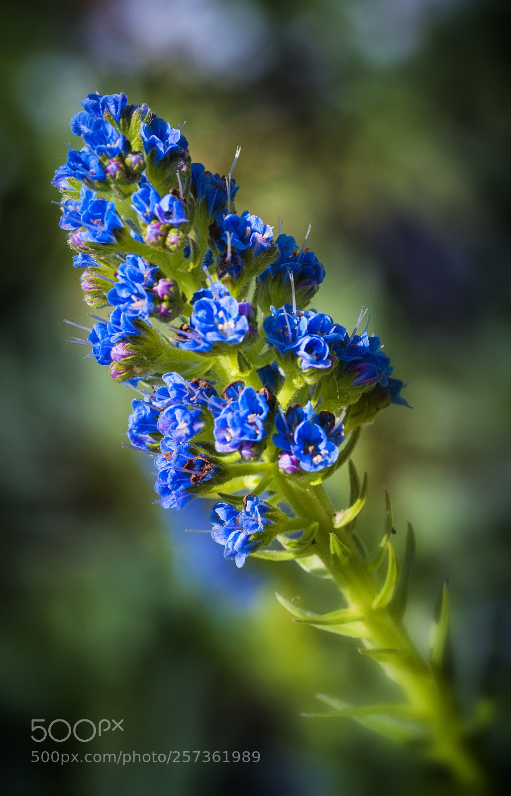 Nikon D90 sample photo. Blue flower photography