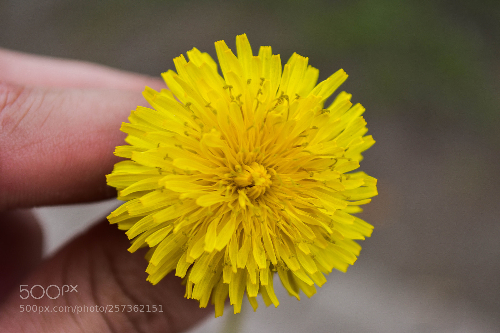 Nikon D3400 sample photo. Flower photography