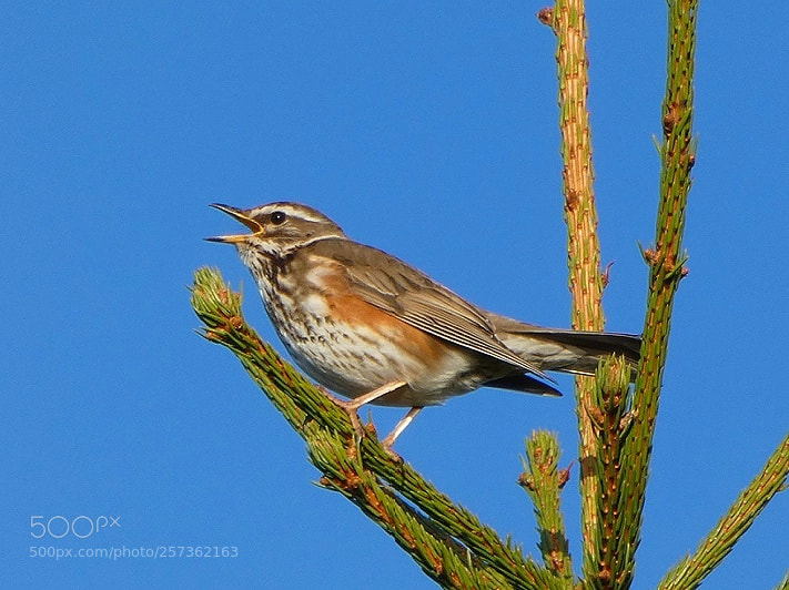 Panasonic Lumix DC-FZ80 (Lumix DC-FZ82) sample photo. Redwing prising the spring photography