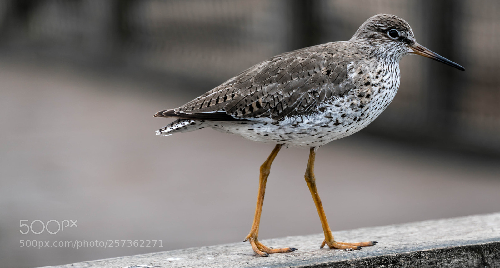 Nikon D850 sample photo. The birds of torquay photography