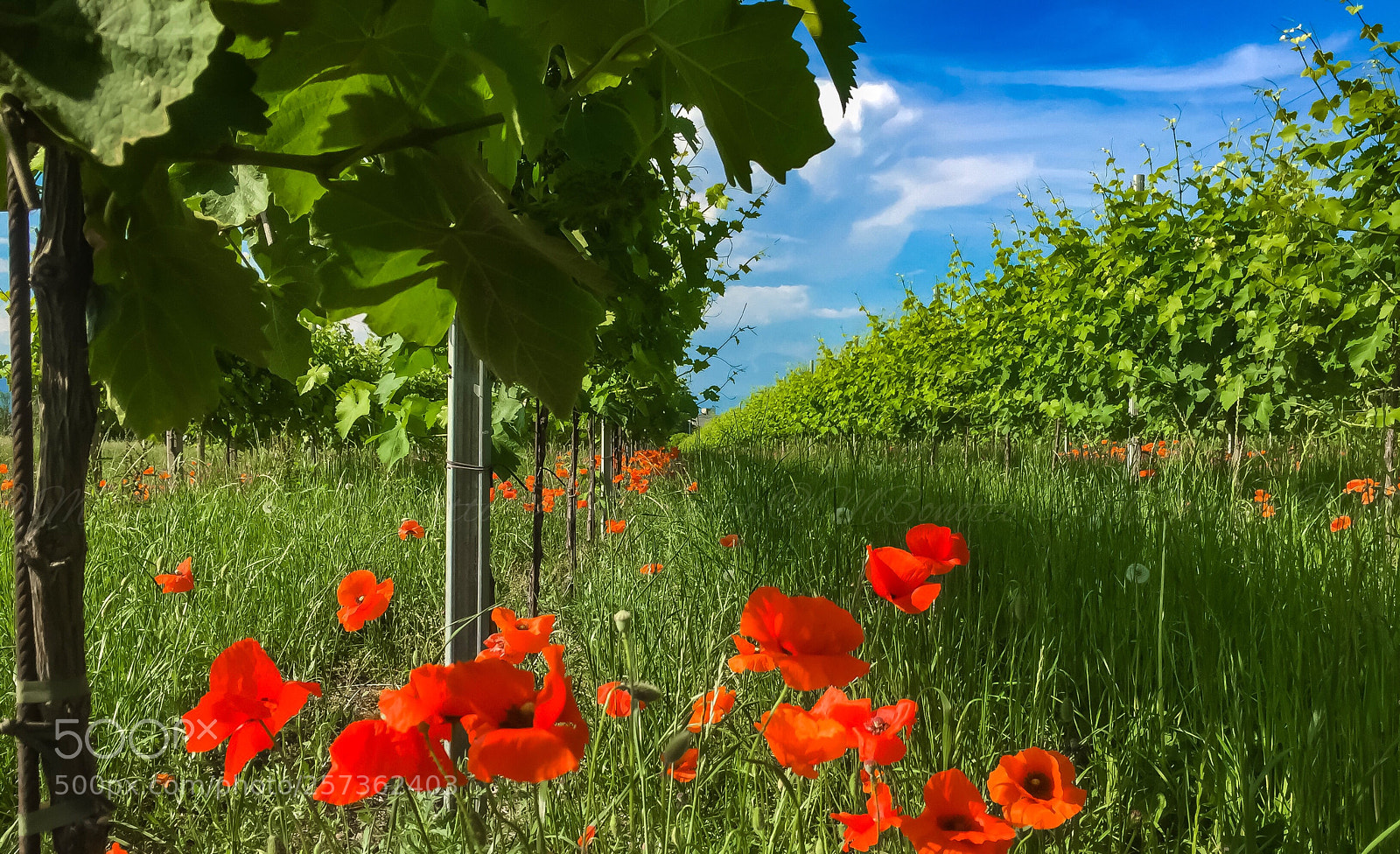 Apple iPhone 6 sample photo. Campagna trevigiana  photography