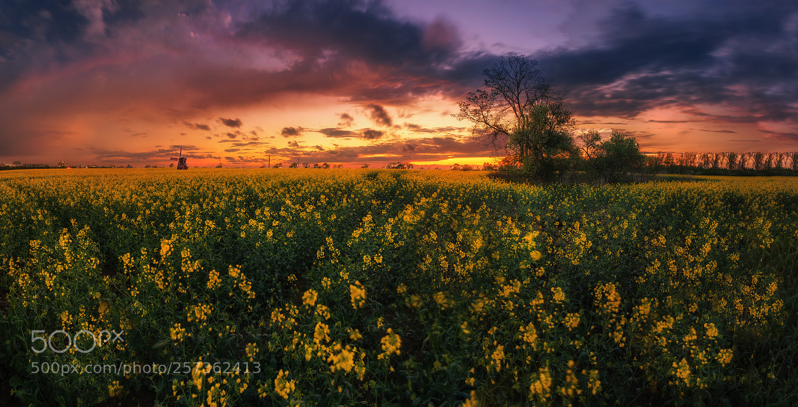 Nikon D810 sample photo. Abendhimmel über rapsfeld photography
