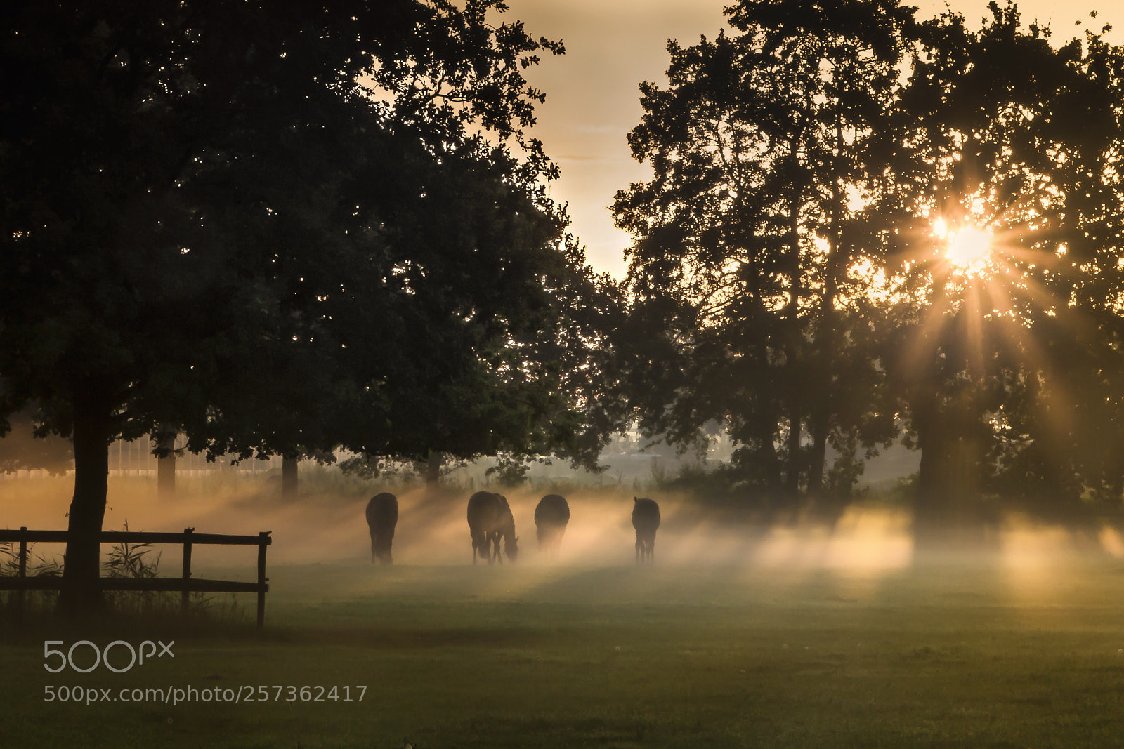 Canon EOS 60D sample photo. Magical morning... photography