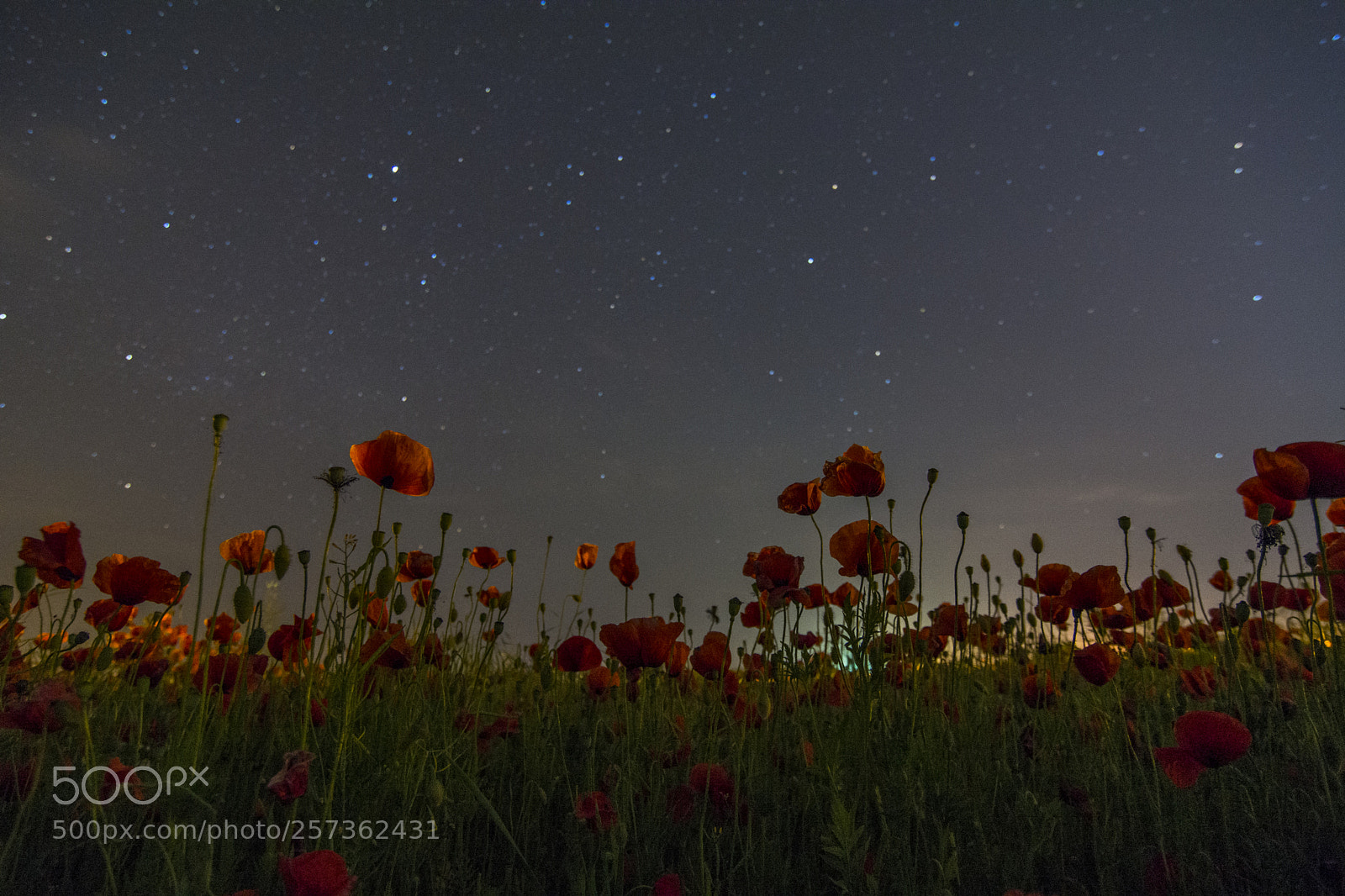 Nikon D7100 sample photo. Poppies with million stars photography