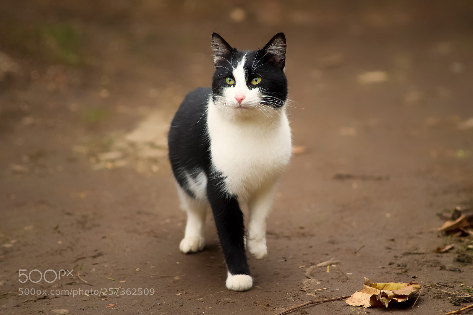 Sony Alpha DSLR-A850 sample photo. Cat photography