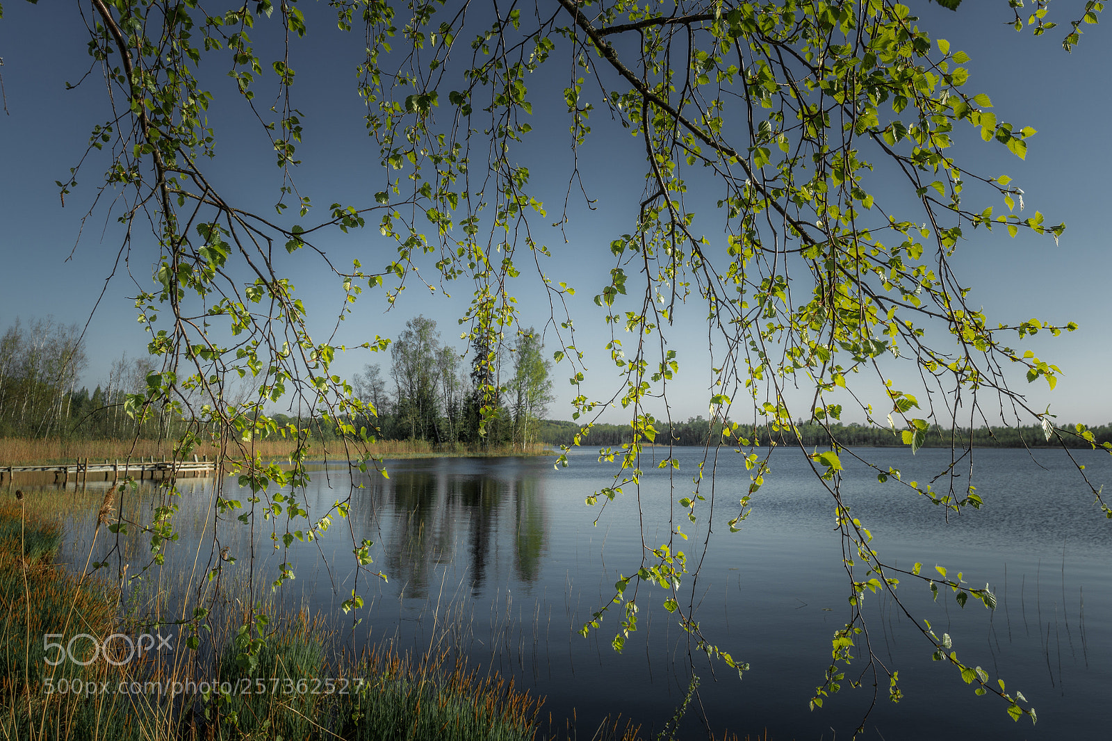 Sony a6000 sample photo. Green leaves photography