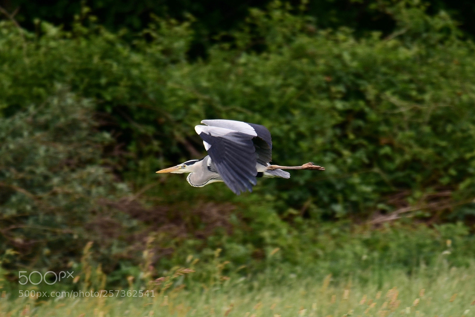 Nikon D7200 sample photo. Heron photography