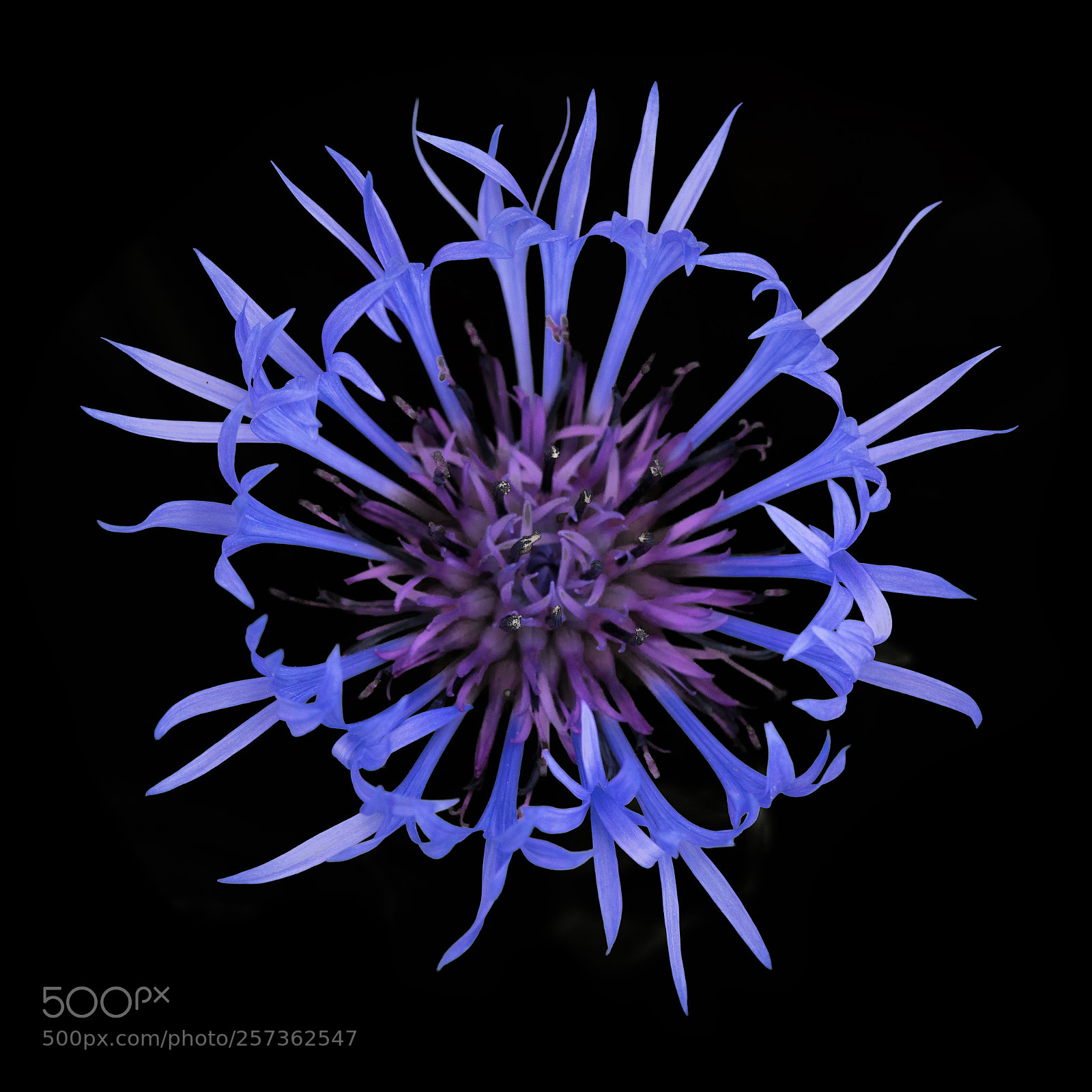 Sony a7R III sample photo. Centaurea photography
