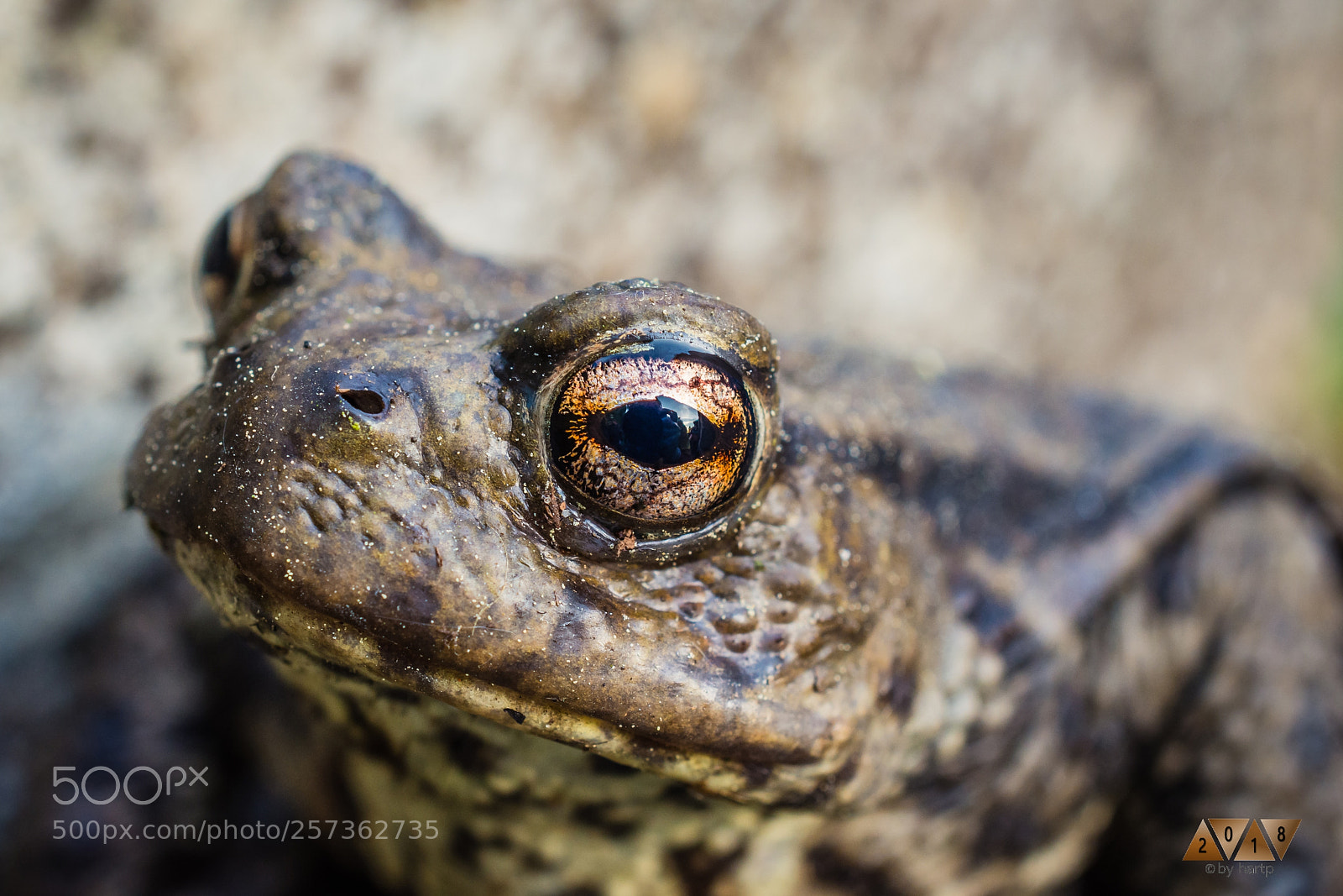 Nikon D7200 sample photo. Auf 3 cm photography