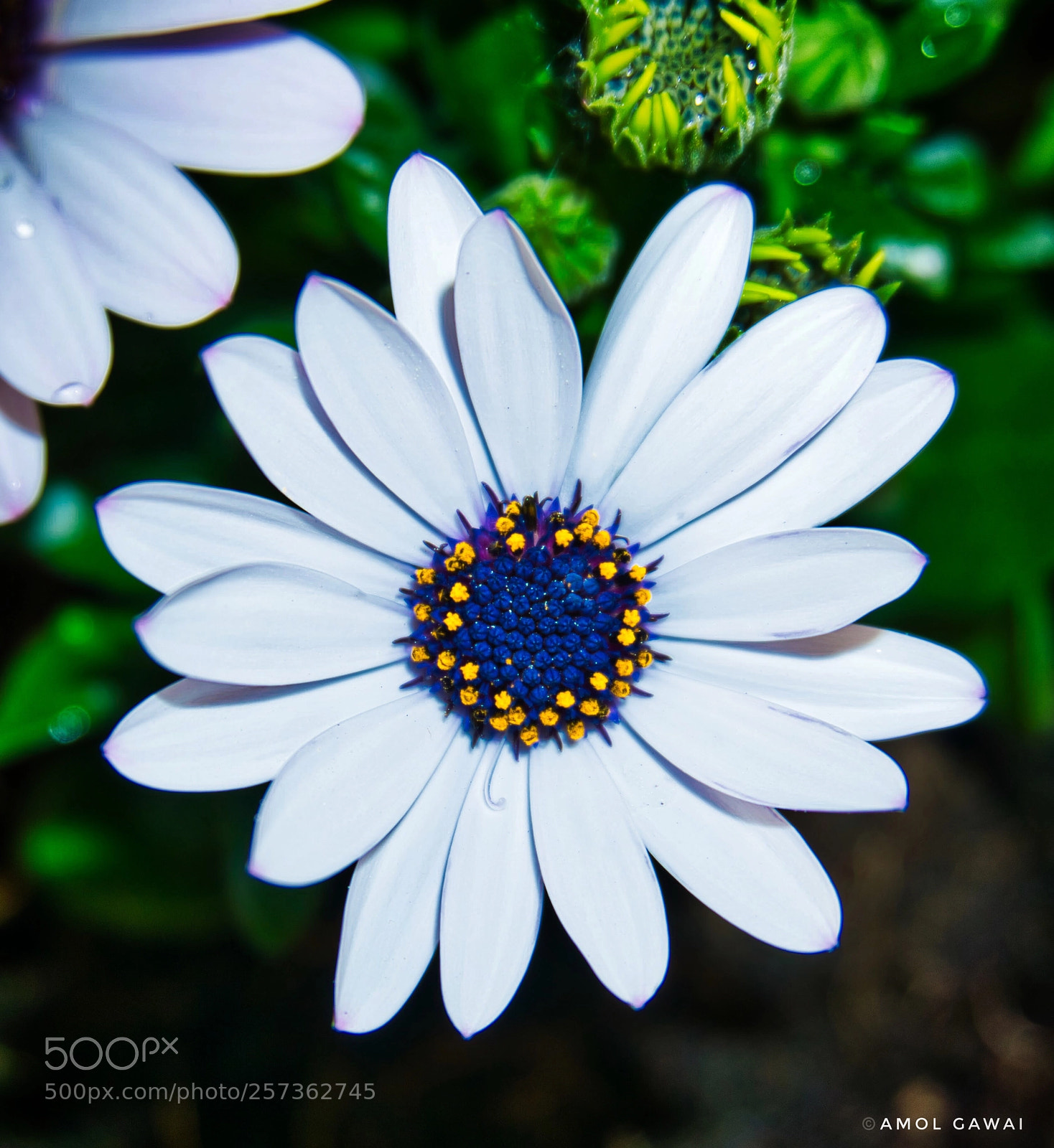 Sony a6000 sample photo. Clear beauty  photography