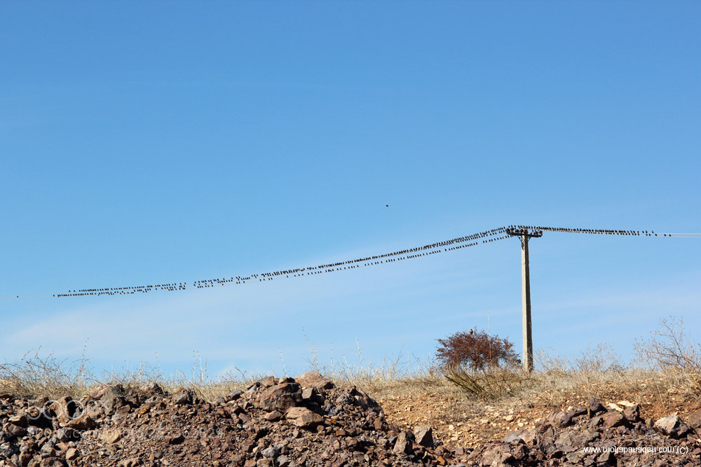Canon EOS 600D (Rebel EOS T3i / EOS Kiss X5) sample photo. Bakoo () photography