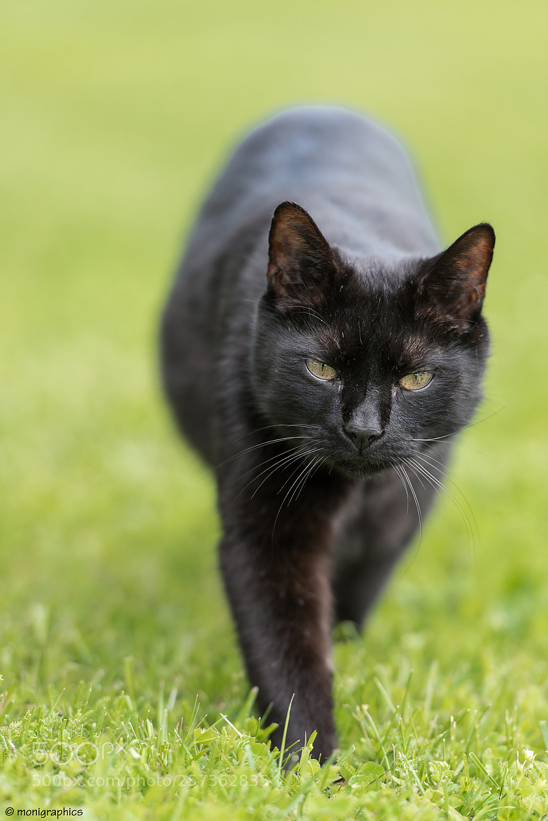 Nikon D750 sample photo. Carlo the cat photography