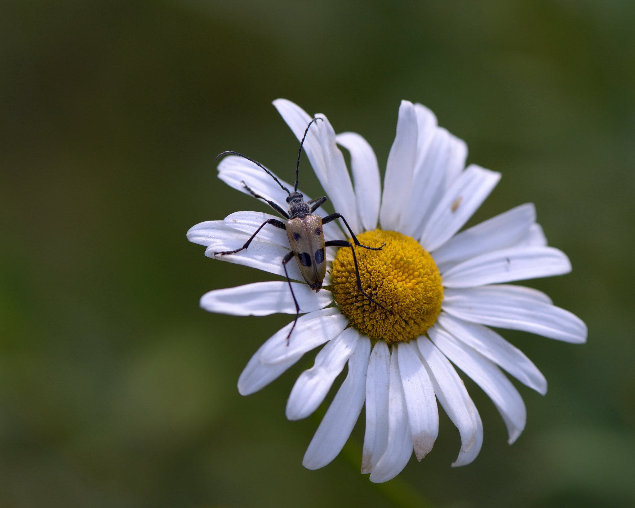 Nikon AF-S Micro-Nikkor 105mm F2.8G IF-ED VR sample photo. Pachyta quadrimaculata. photography