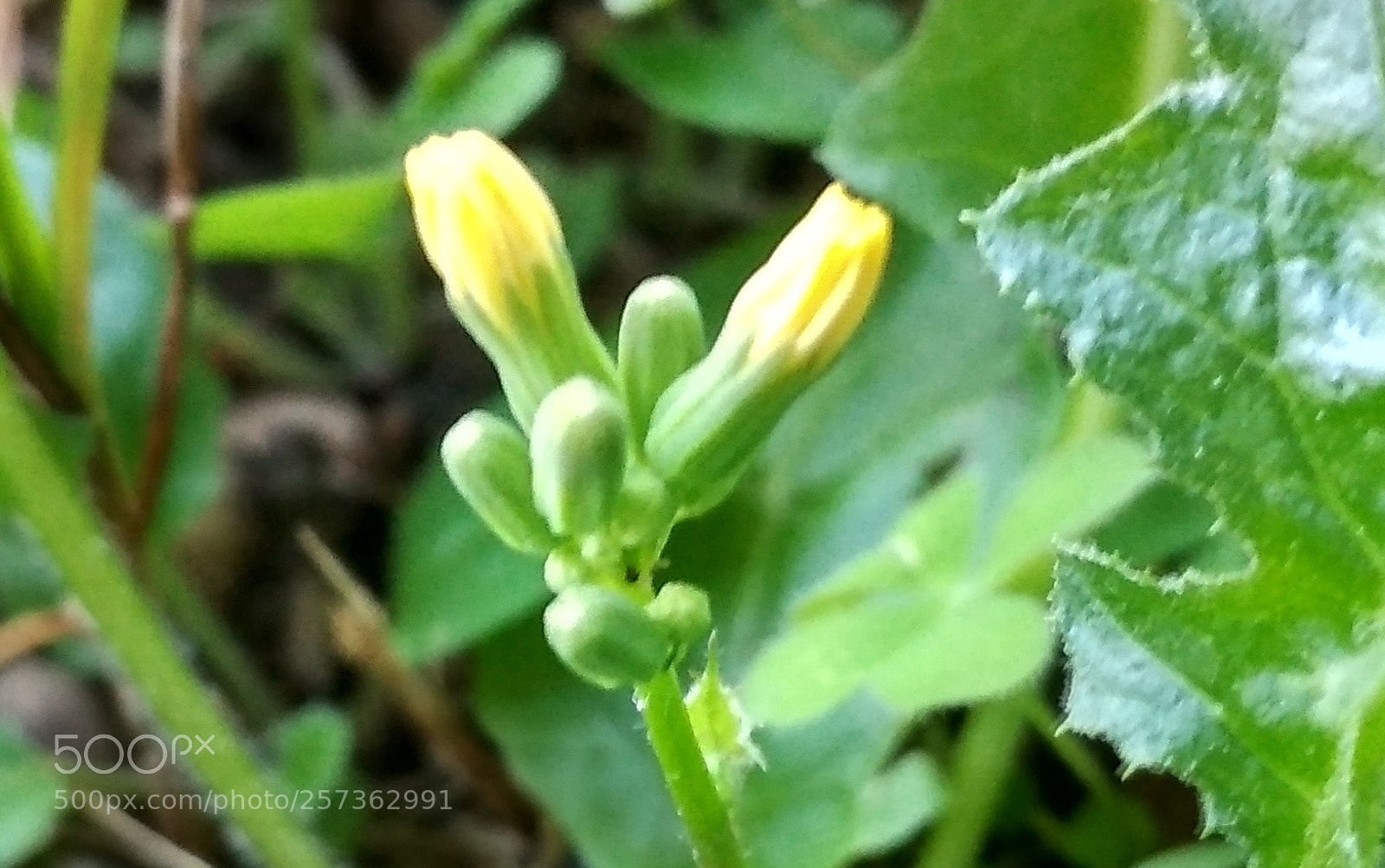 Xiaomi Redmi 4X sample photo. Untitled photography