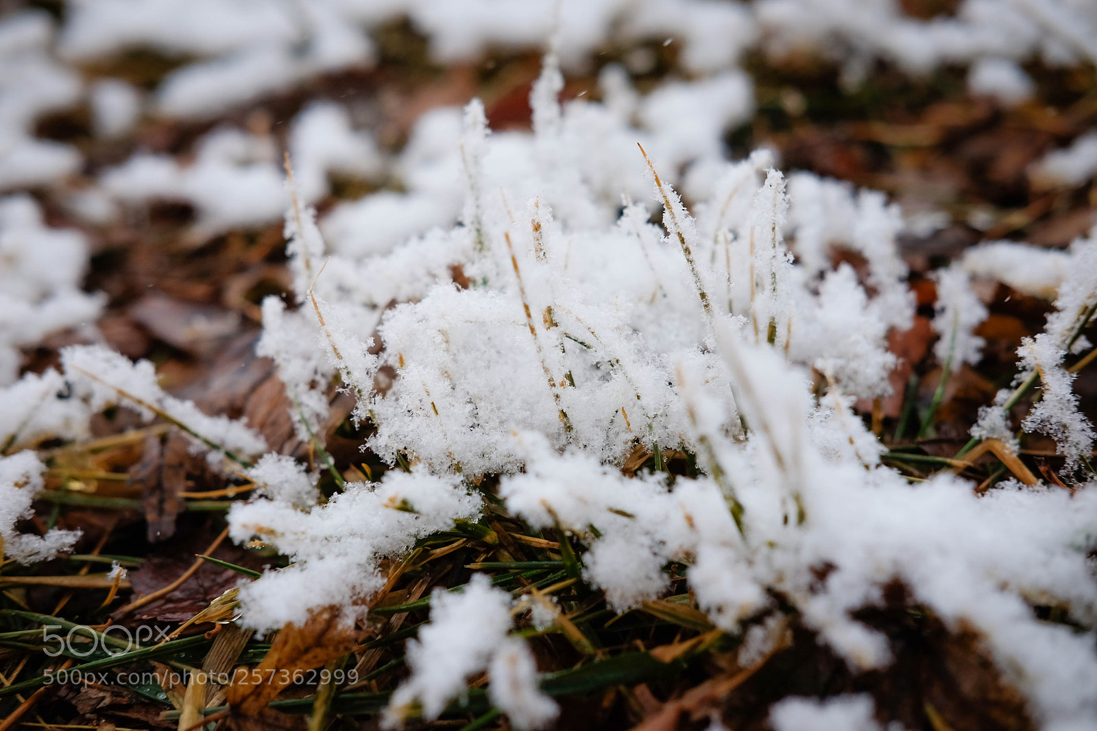Fujifilm X-T10 sample photo. F2 photography