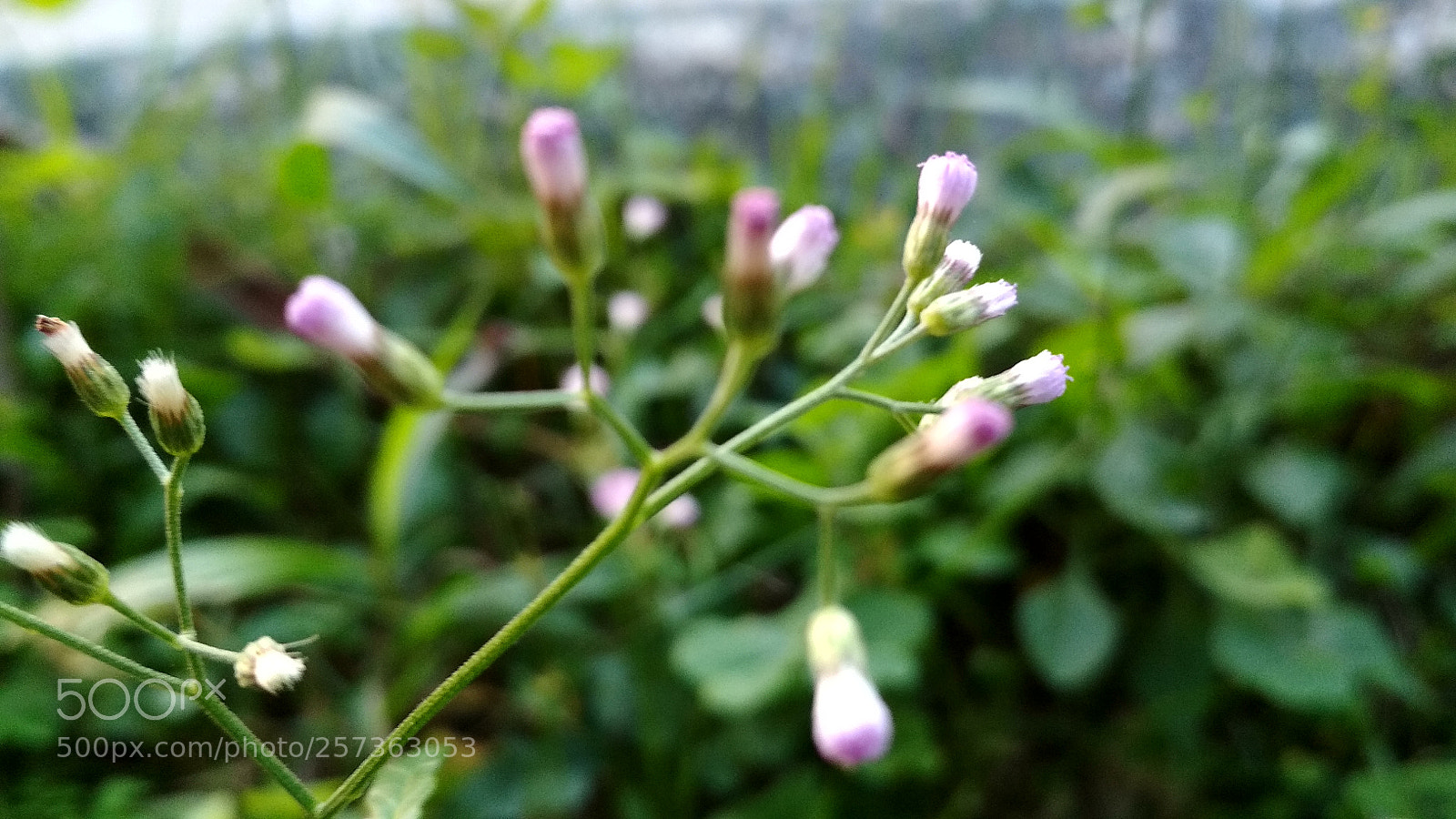 Xiaomi Redmi 4X sample photo. Untitled photography