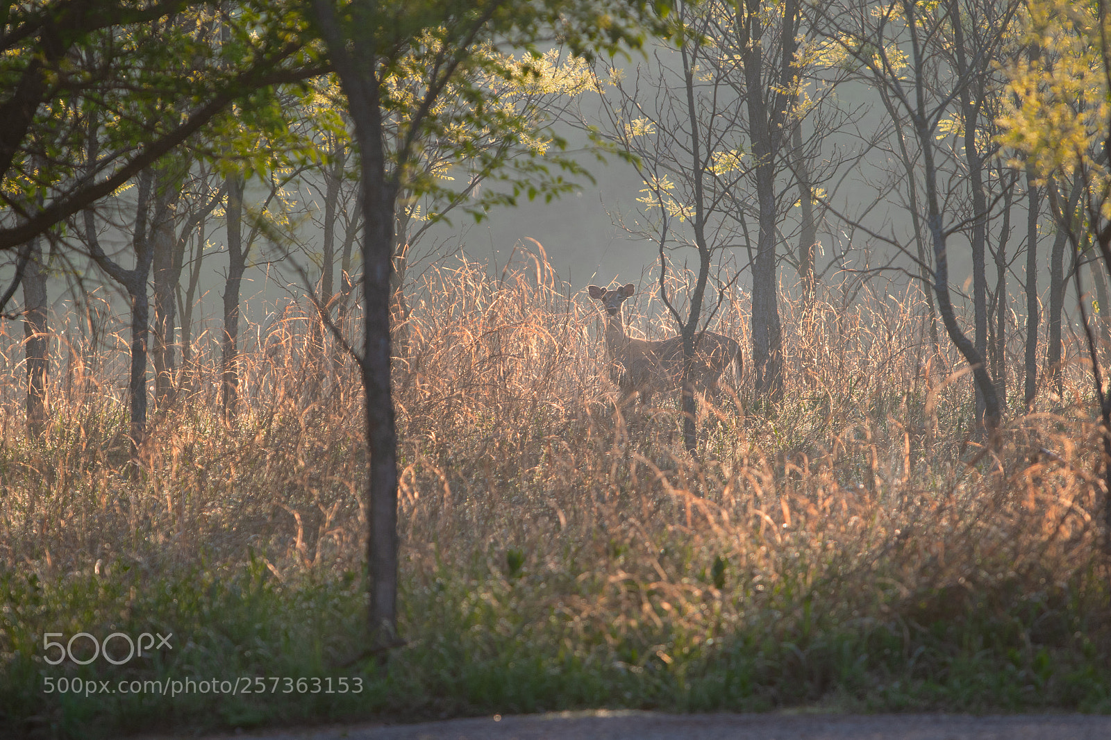 Canon EOS 7D Mark II sample photo. Good morning. photography