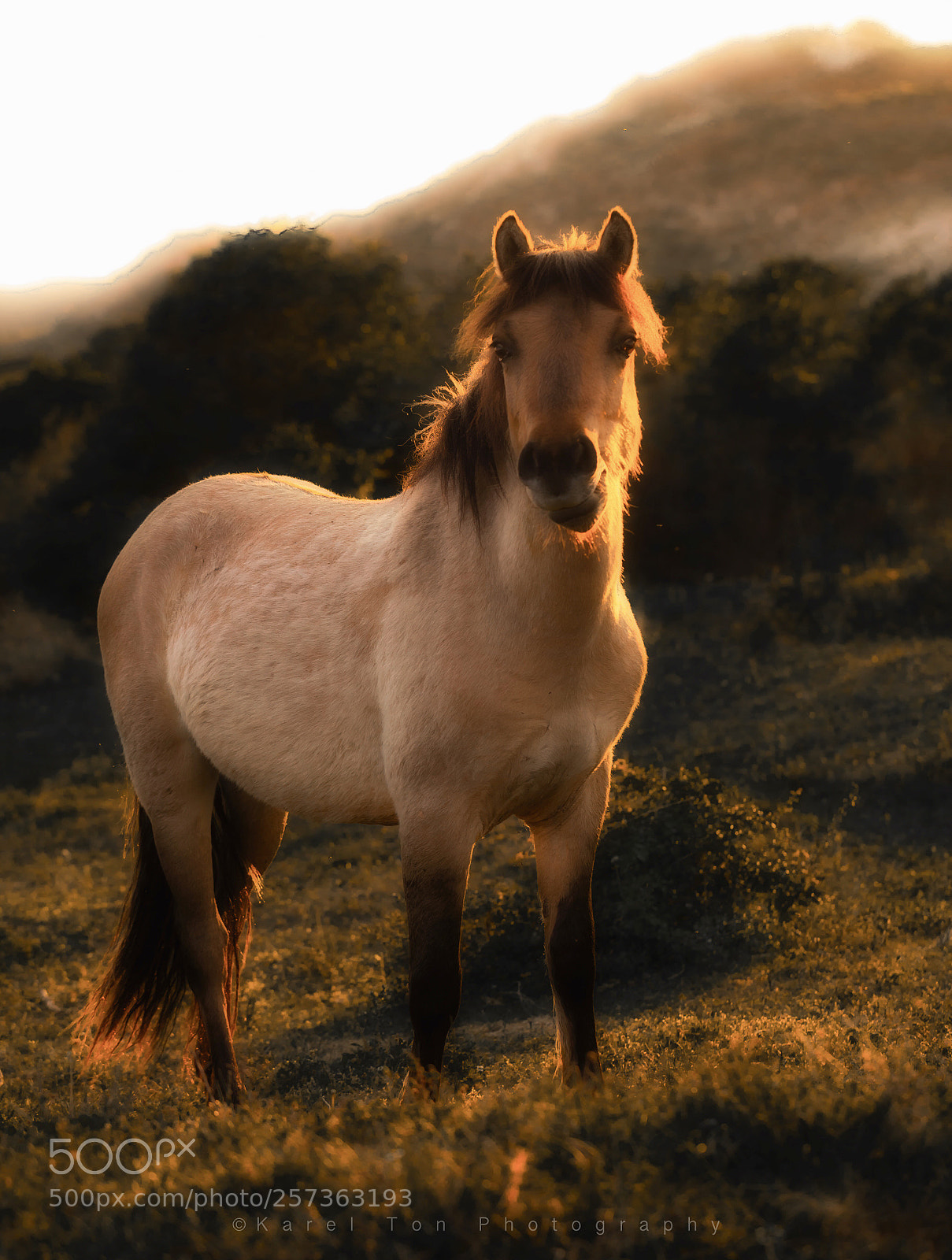 Canon EOS 6D sample photo. Wild horse, bergen aan photography