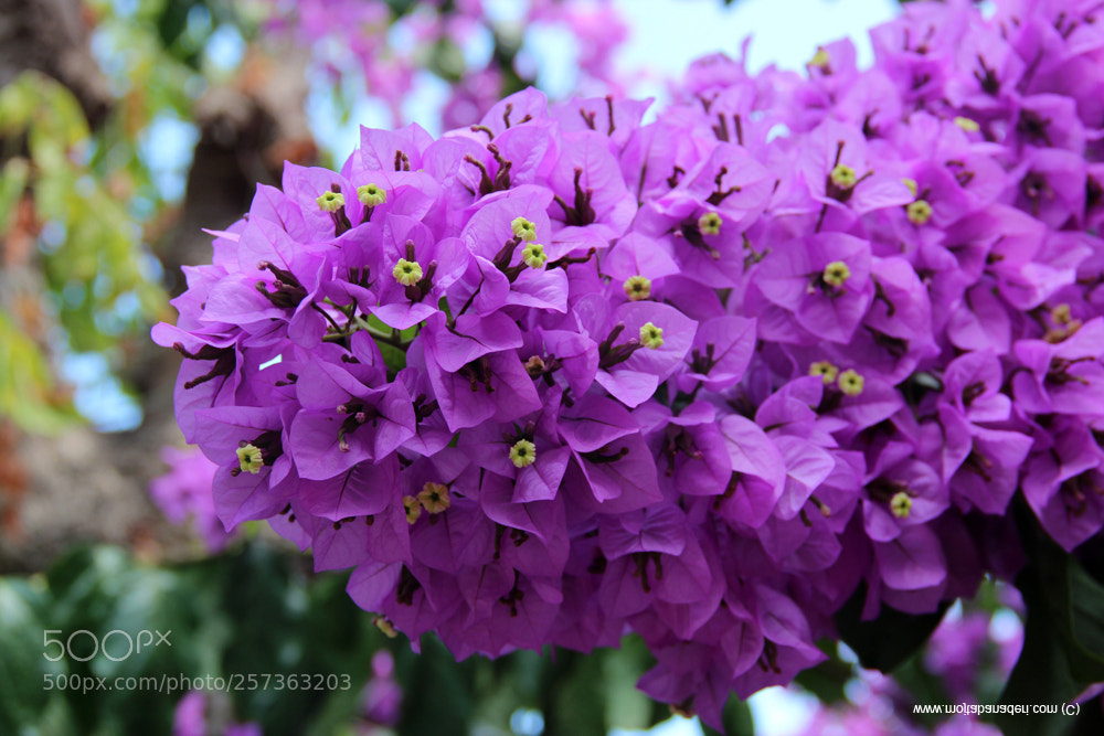 Canon EOS 600D (Rebel EOS T3i / EOS Kiss X5) sample photo. Turkiye () photography