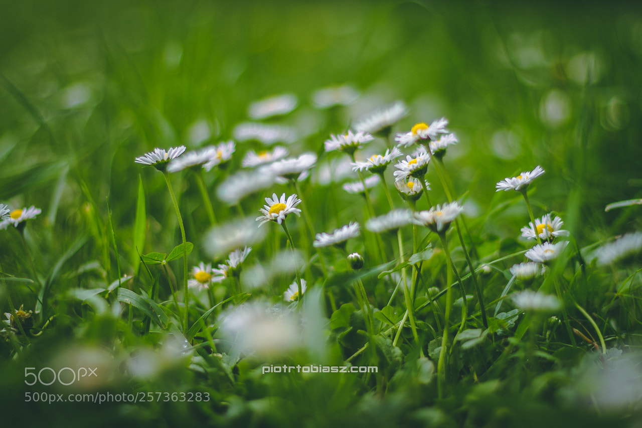 Canon EOS 7D sample photo. Wild flowers. photography
