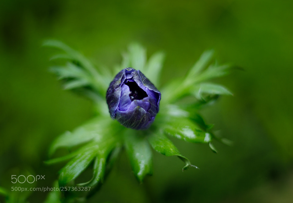 Canon EOS 6D Mark II sample photo. Ranuncolo photography