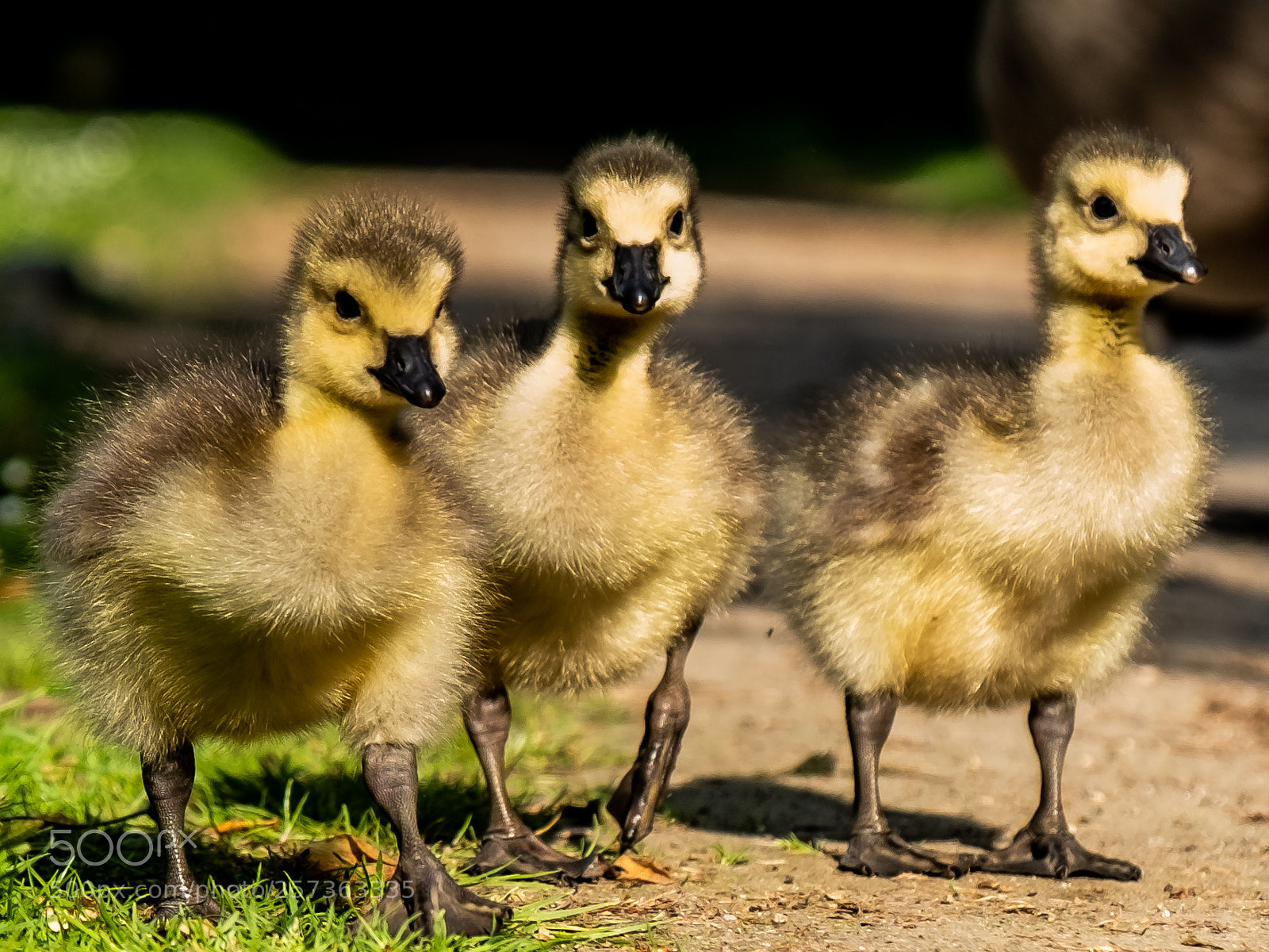 Fujifilm X-T2 sample photo. The duckgang photography