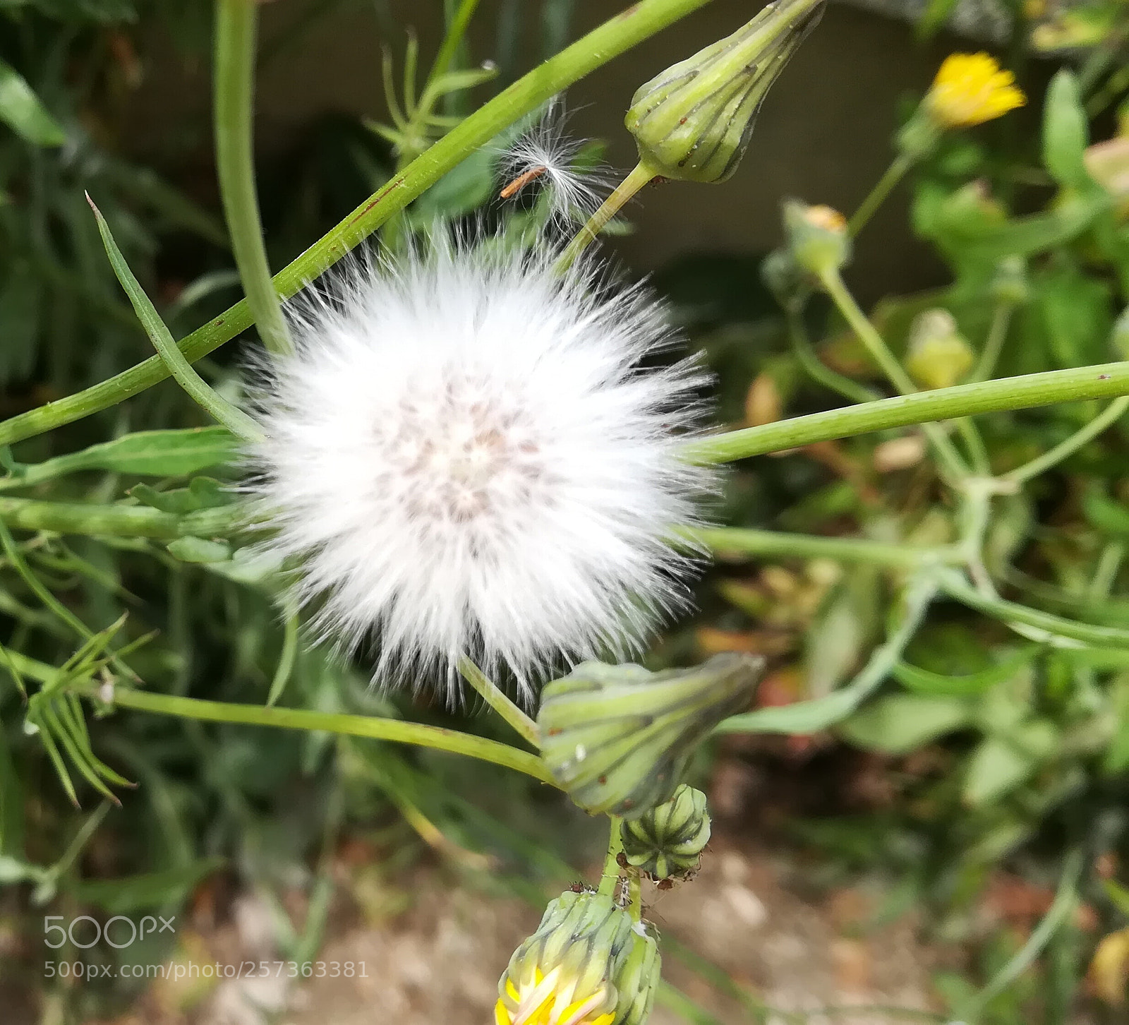 HUAWEI PRA-LX1 sample photo. Dandelion baby photography