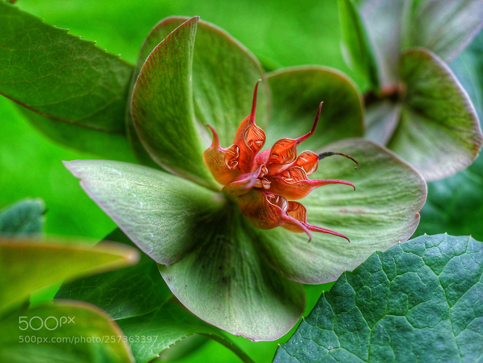 Panasonic Lumix DMC-GX85 (Lumix DMC-GX80 / Lumix DMC-GX7 Mark II) sample photo. ?... photography