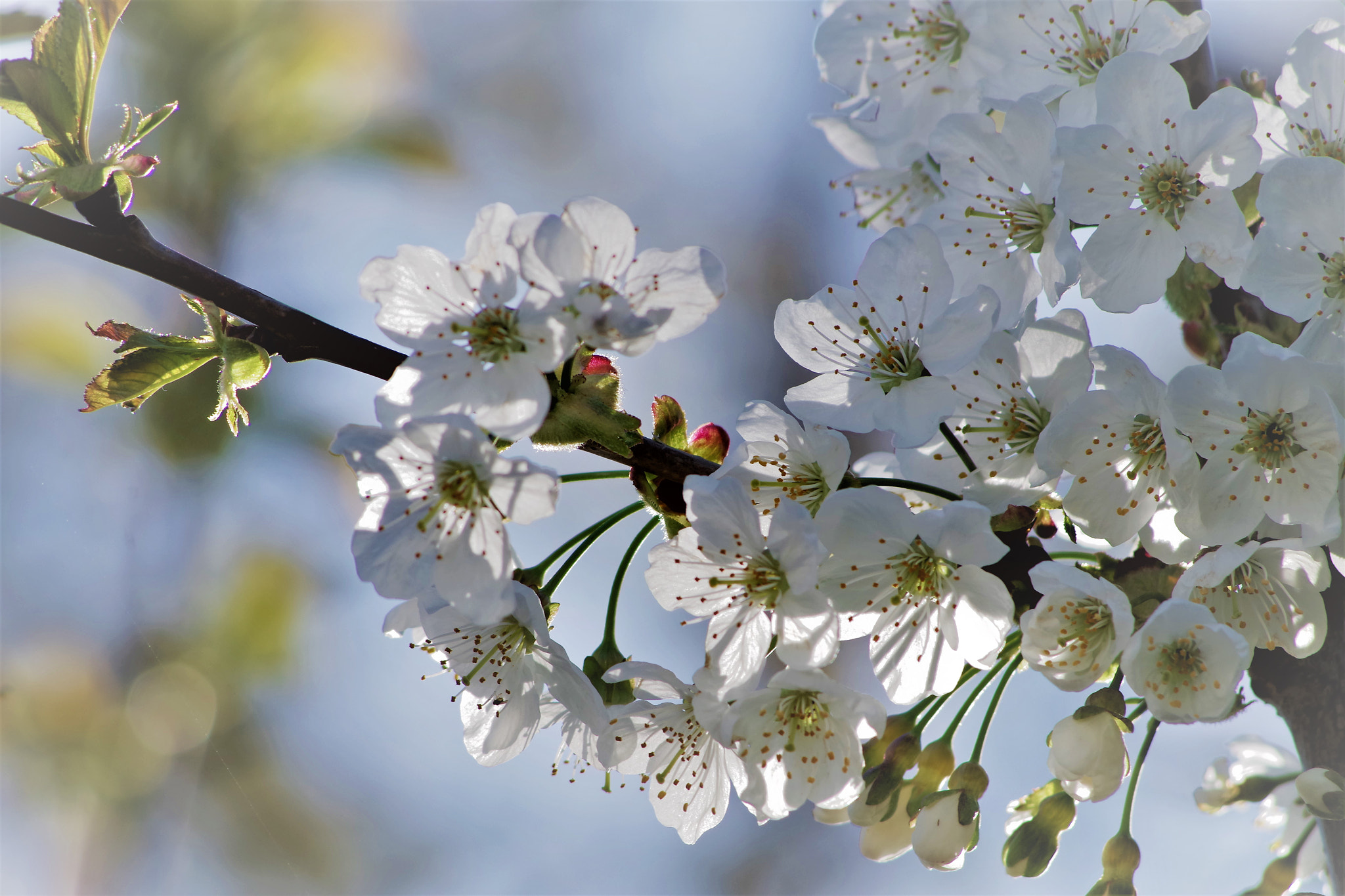 HD Pentax DA 55-300mm F4.0-5.8 ED WR sample photo. Morning blossoms photography