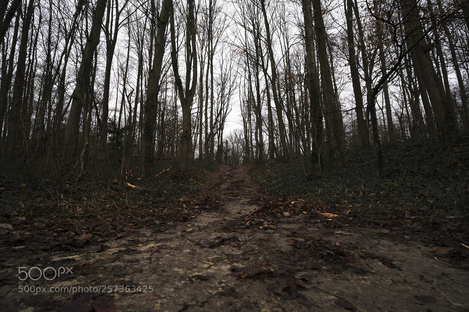 Sony a7R III sample photo. Autumn nature 2 photography