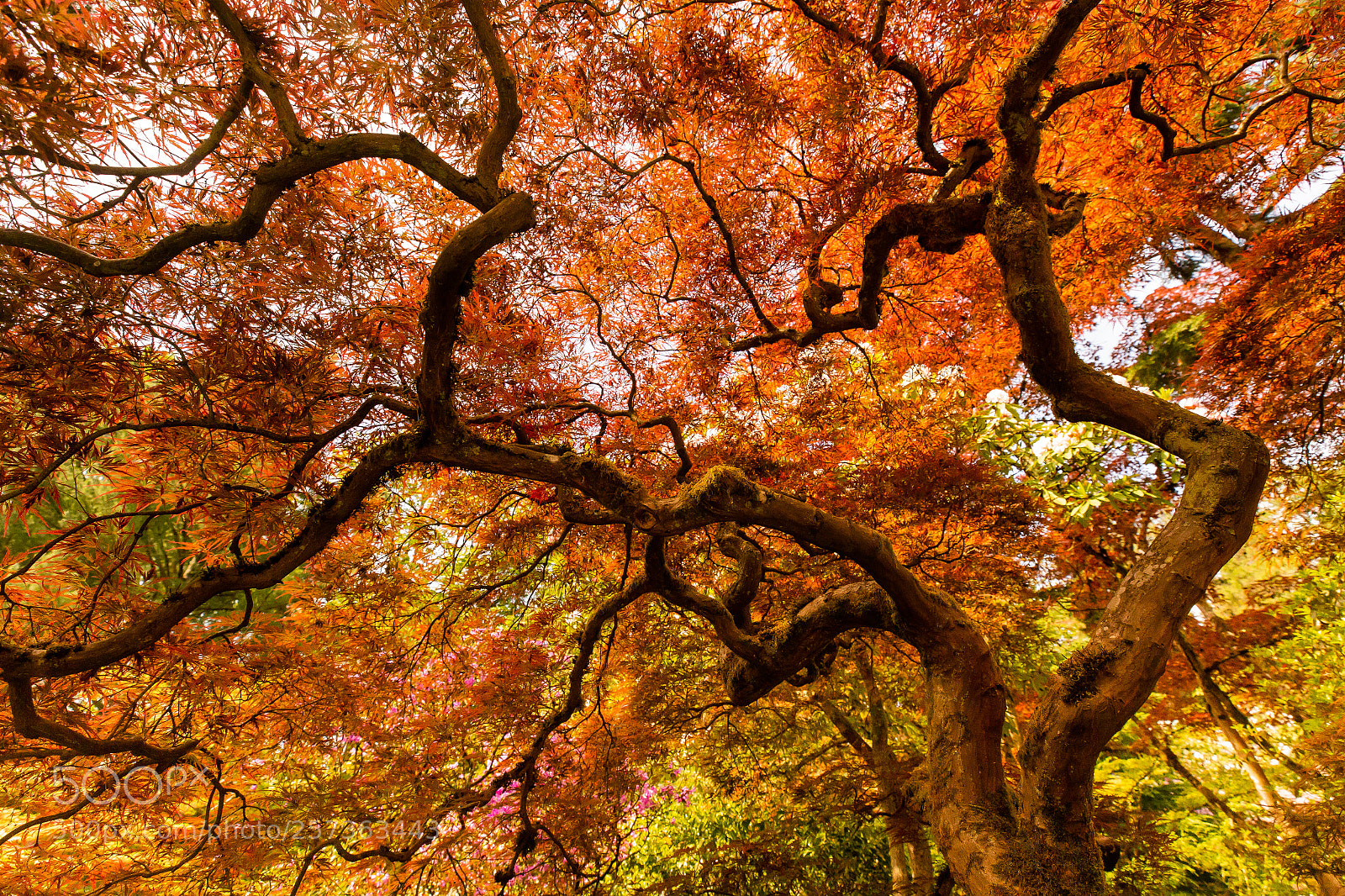 Canon EOS 6D sample photo. Tree veins photography